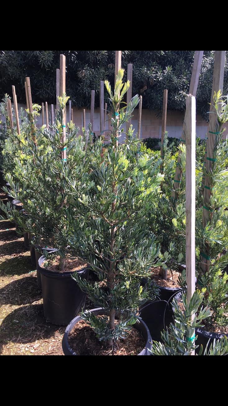 Photo for Podocarpus elongatus ‘Icee Blue' (Icee Blue Fern Pine)
