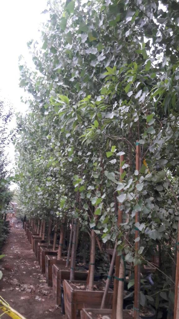 Photo for Populus fremontii (Western Cottonwood)