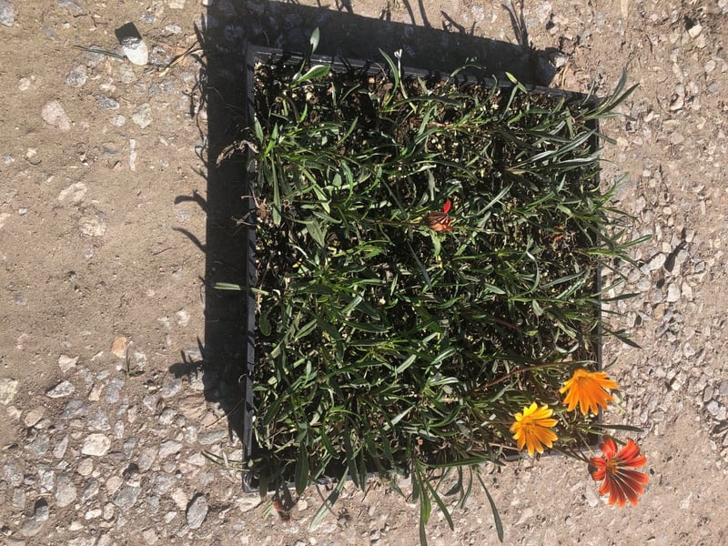 Photo for Gazania (clumping variety, mixed color) (Gazania)