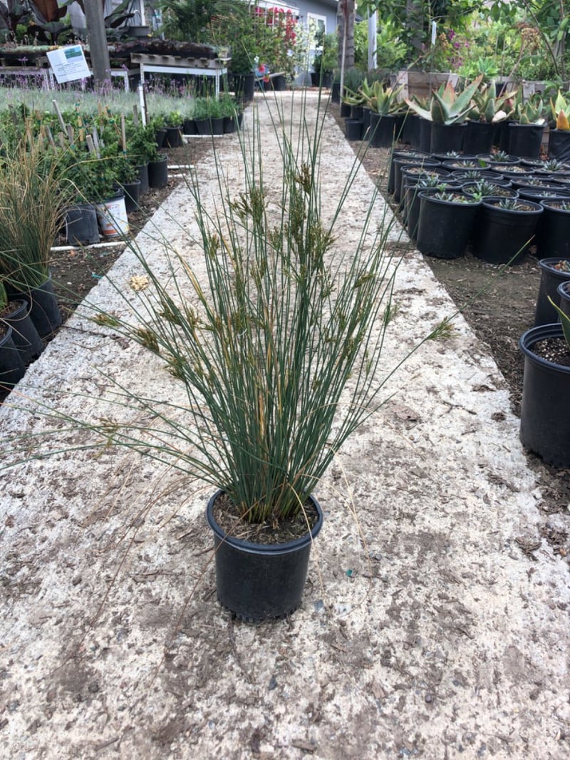 Photo for Juncus patens (California Grey Rush)
