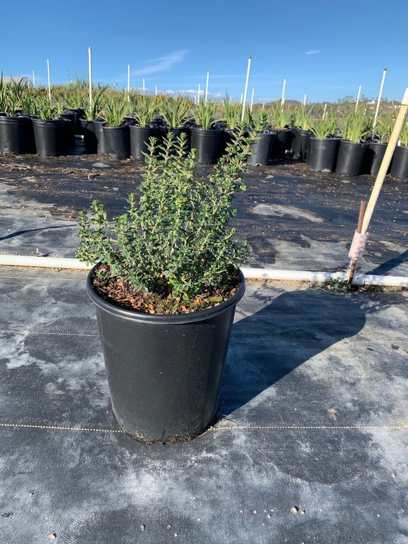 Photo for Teucrium x lucidrys (T. chamaedrys) (Wall Germander)