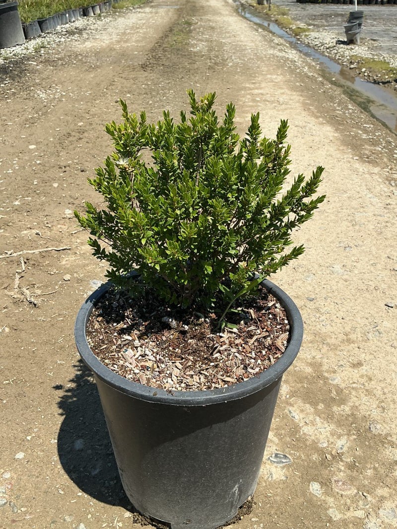 Photo for Myrtus communis 'Variegata' (Variegated Myrtle)
