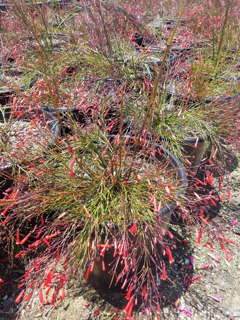 Photo for Russelia equisetiformis (Coral Fountain, Firecracker Plant)