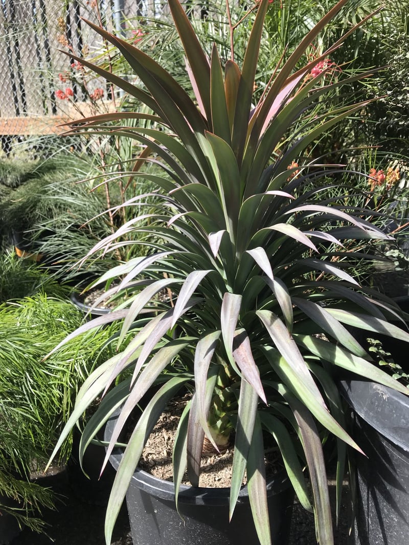 Photo for Yucca aloifolia 'Purpurea' (Blue Boy Yucca)