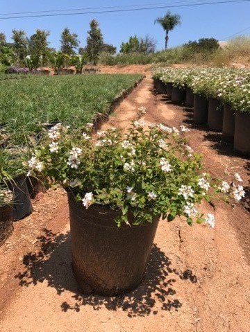 Photo for Lantana montevidensis 'Alba' (White Trailing Lantana)