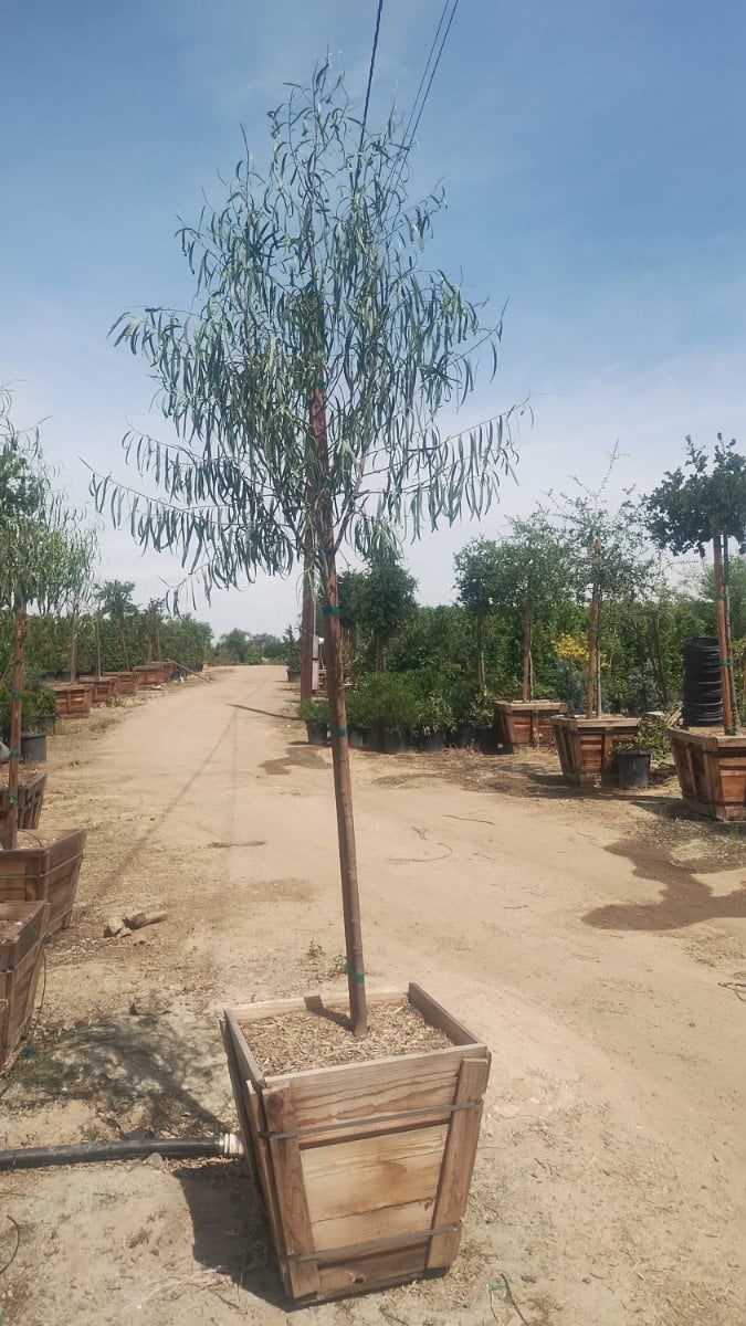 Photo for Geijera parviflora (Standard) (Australian Willow)