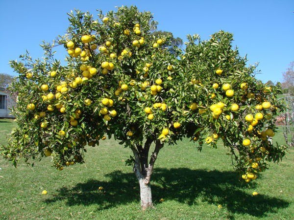 Photo for Citrus x paradisi 'Oro Blanco' (Oro Blanco Grapefruit)