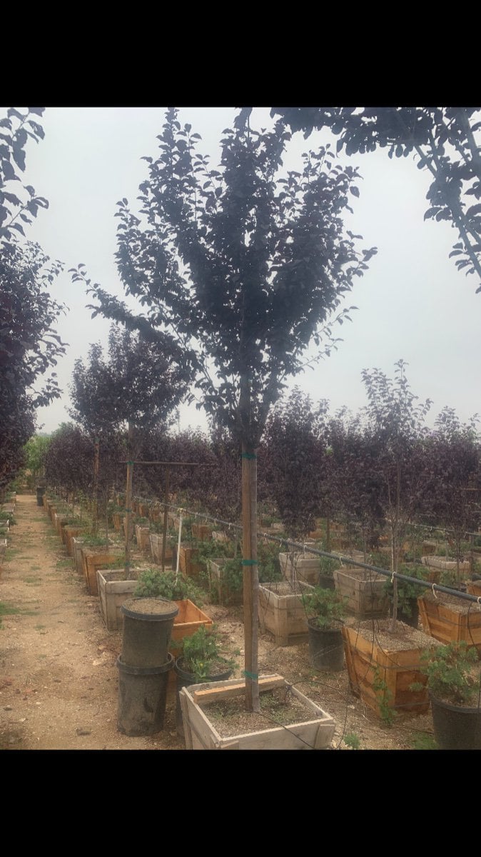 Photo for Prunus cerasifera (Cherry Plum, Myrobalan)