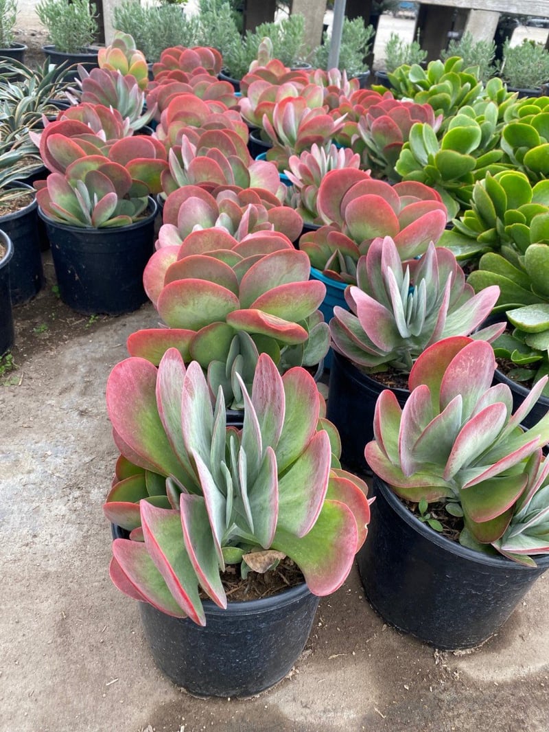 Photo for Kalanchoe thyrsiflora 'Flapjacks' (Flapjack Paddle Plant)