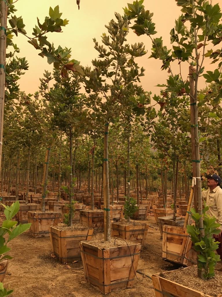 Photo for Platanus racemosa (Standard) (California Sycamore)