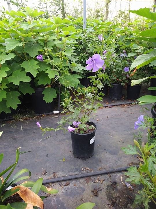 Photo for Alyogyne huegelii (Blue Hibiscus)