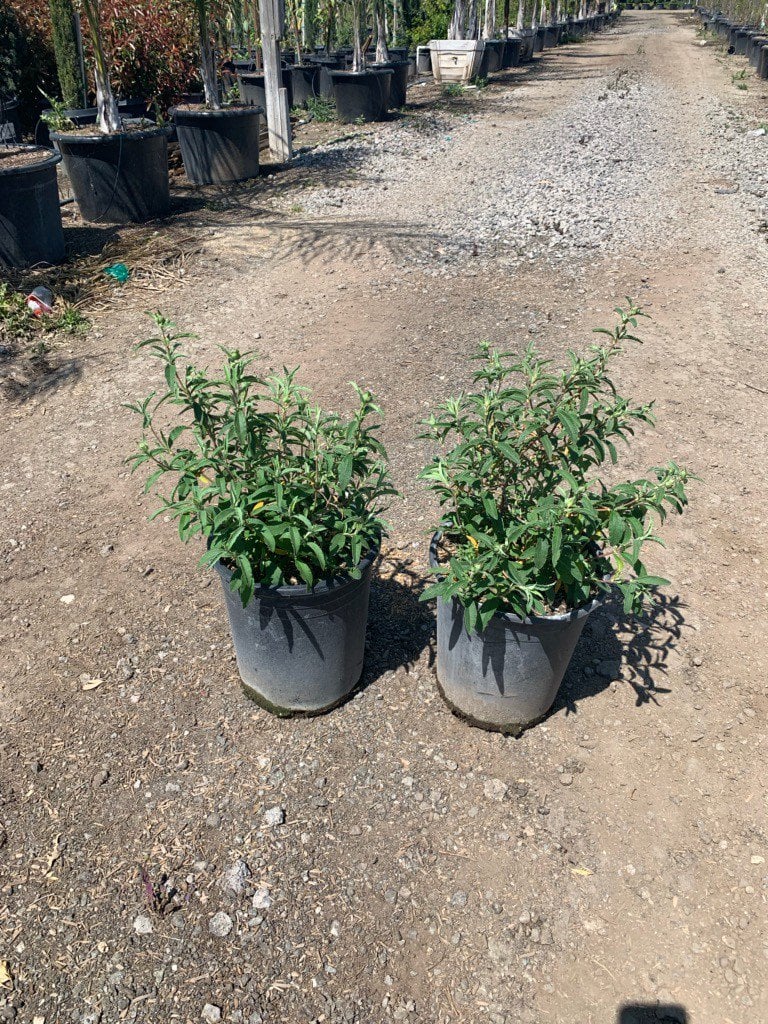 Photo for Cistus purpureus (Purple Rockrose)