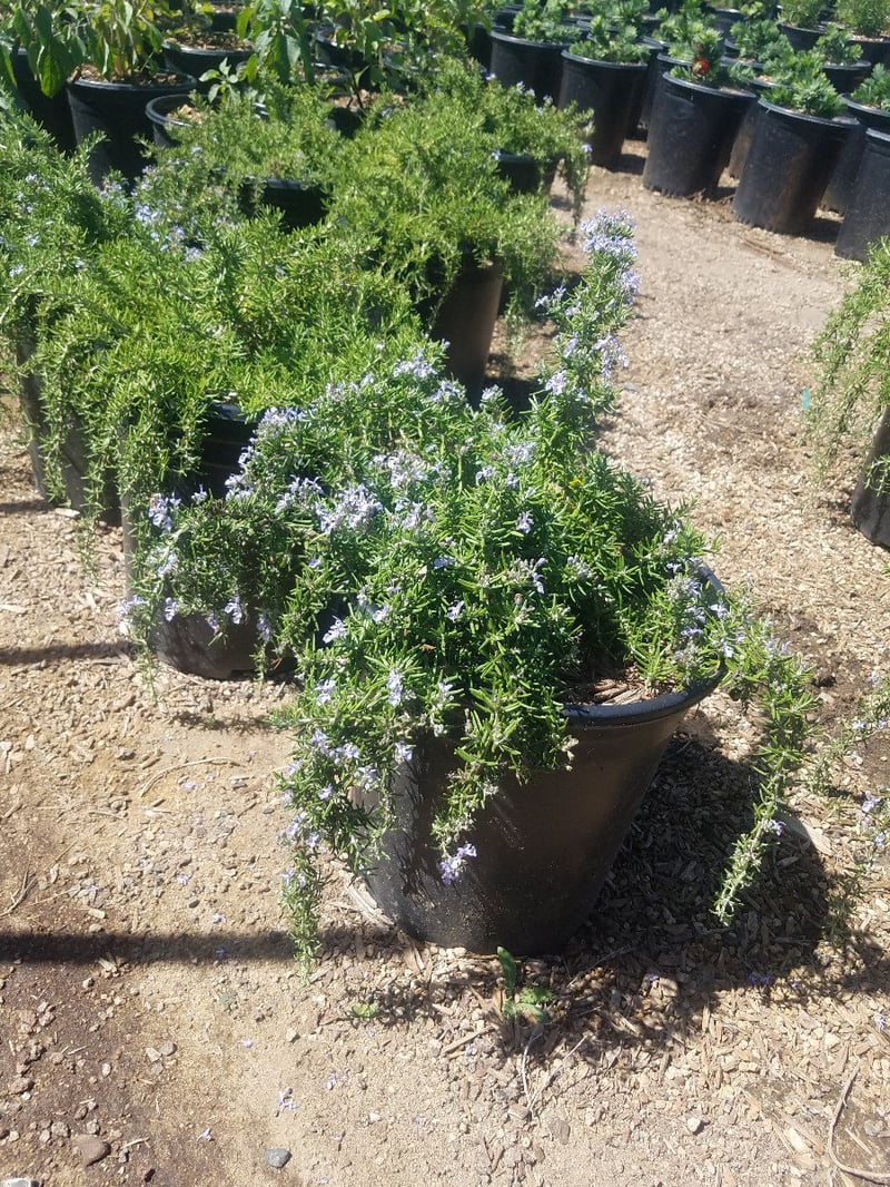 Photo for Rosmarinus officinalis Irene ['Renzels'] (Irene Trailing Blue Rosemary)