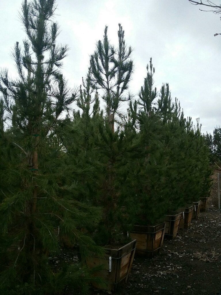 Photo for Pinus eldarica (Afghan Pine)