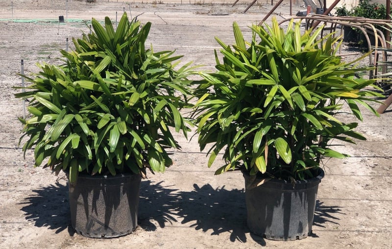 Photo for Rhapis excelsa (Lady Palm)