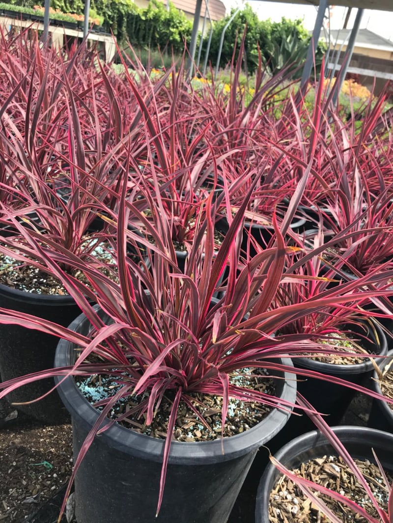 Photo for Cordyline 'Electric Flash' (Electric Flash Grass Tree)