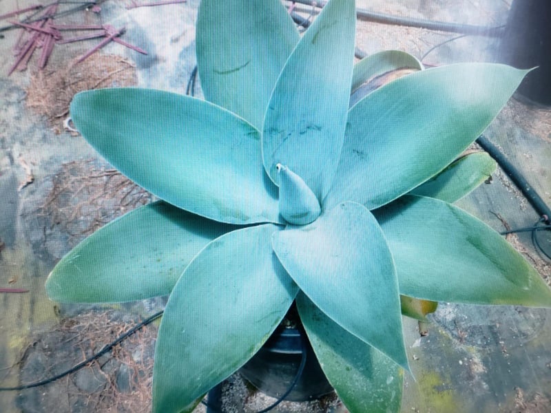 Photo for Agave attenuata 'Nova' (Blue Fox Tail Agave)