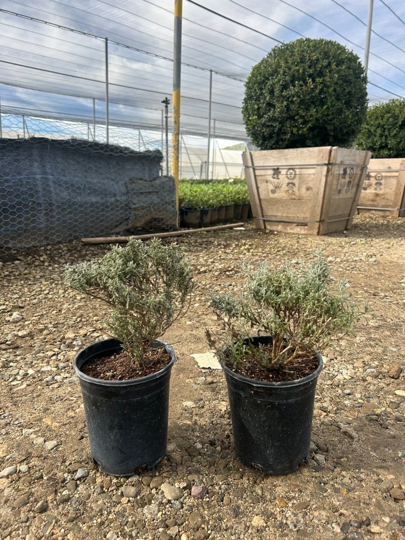 Photo for Santolina chamaecyparissus (S. incana) (Lavender Cotton)