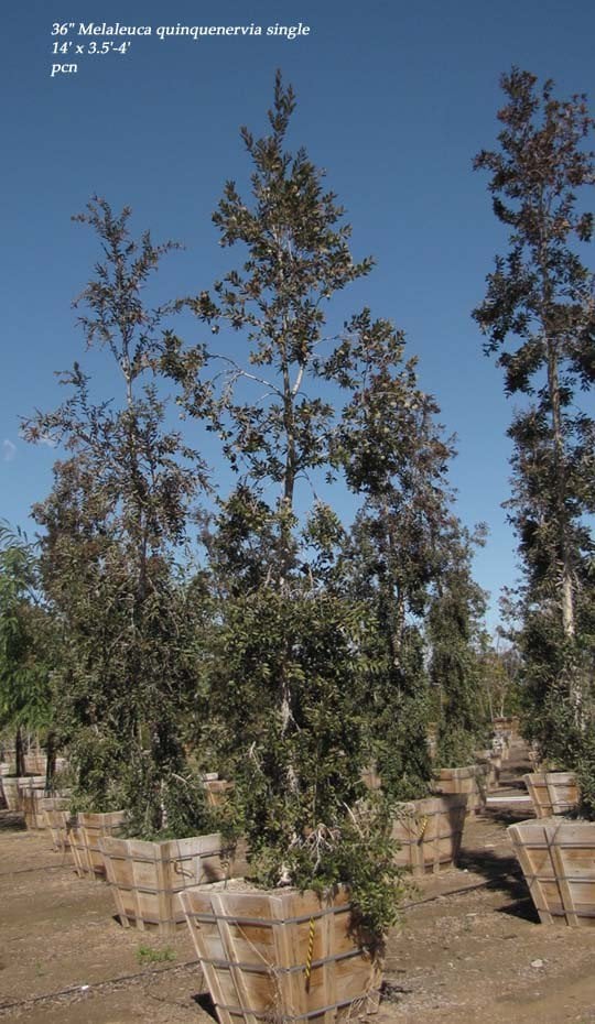 Photo for Melaleuca quinquenervia (Standard) (Cajeput Tree)