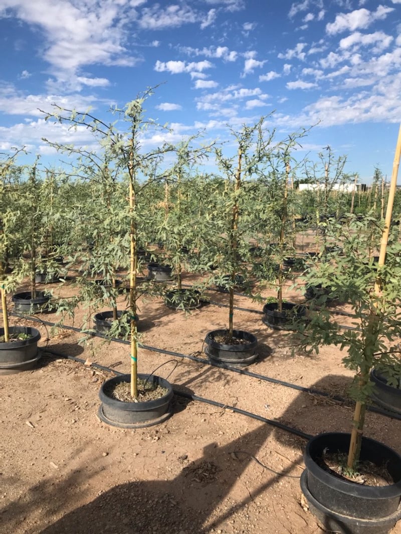 Photo for Prosopis velutina (Native Mesquite)