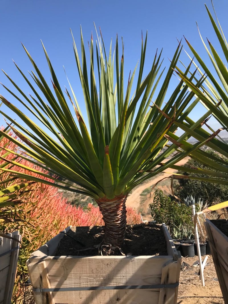 Photo for Dracaena draco (Dragon Tree)
