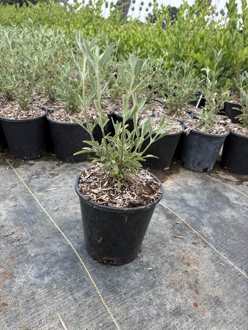 Photo for Salvia clevelandii 'Pozo Blue' (Gray Musk Sage)