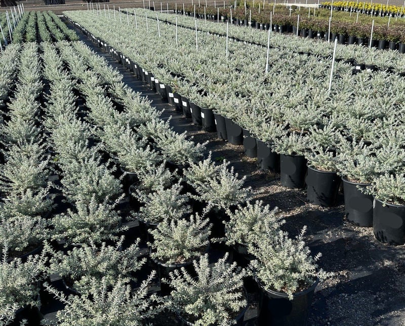 Photo for Westringia fruticosa 'Smokey' (Smokey Coast Rosemary)
