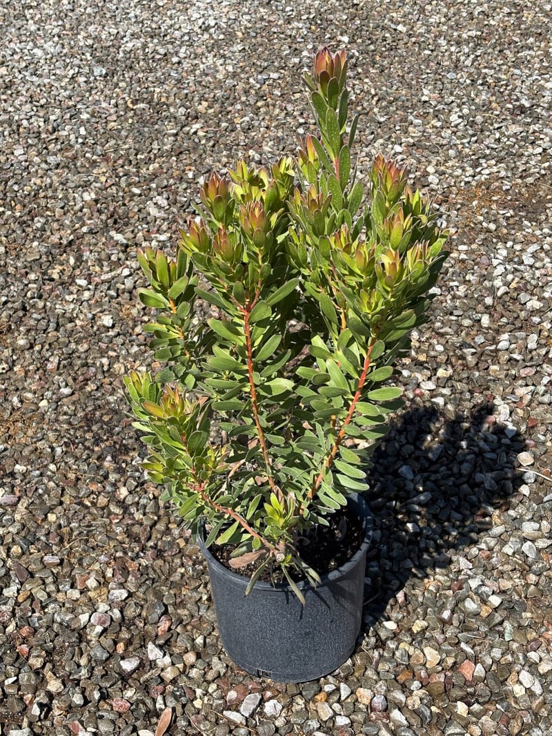 Photo for Leucadendron 'Safari Goldstrike' (Yellow Conebush)