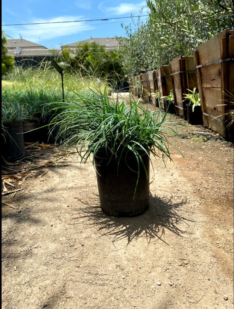 Photo for Carex flacca (c. glauca) (Blue Sedge)