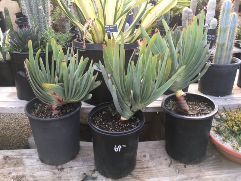 Photo for Aloe plicatilis (Fan Aloe)
