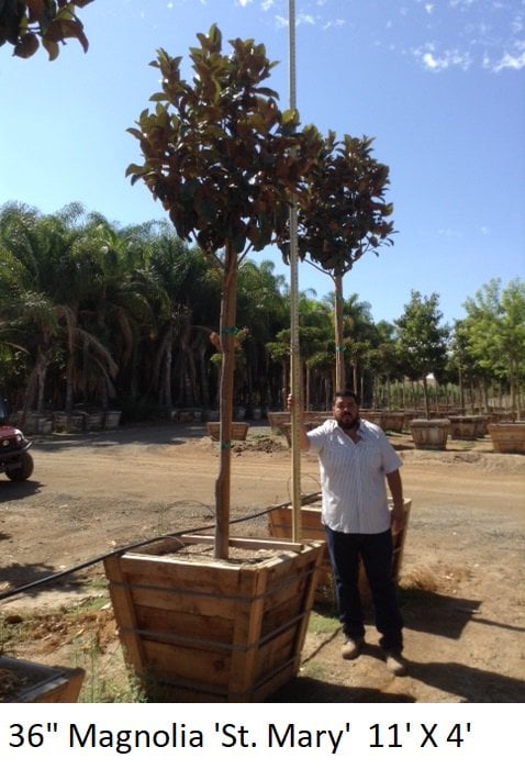 Photo for Magnolia grandiflora 'Saint Mary' (Standard) (St. Mary Magnolia)
