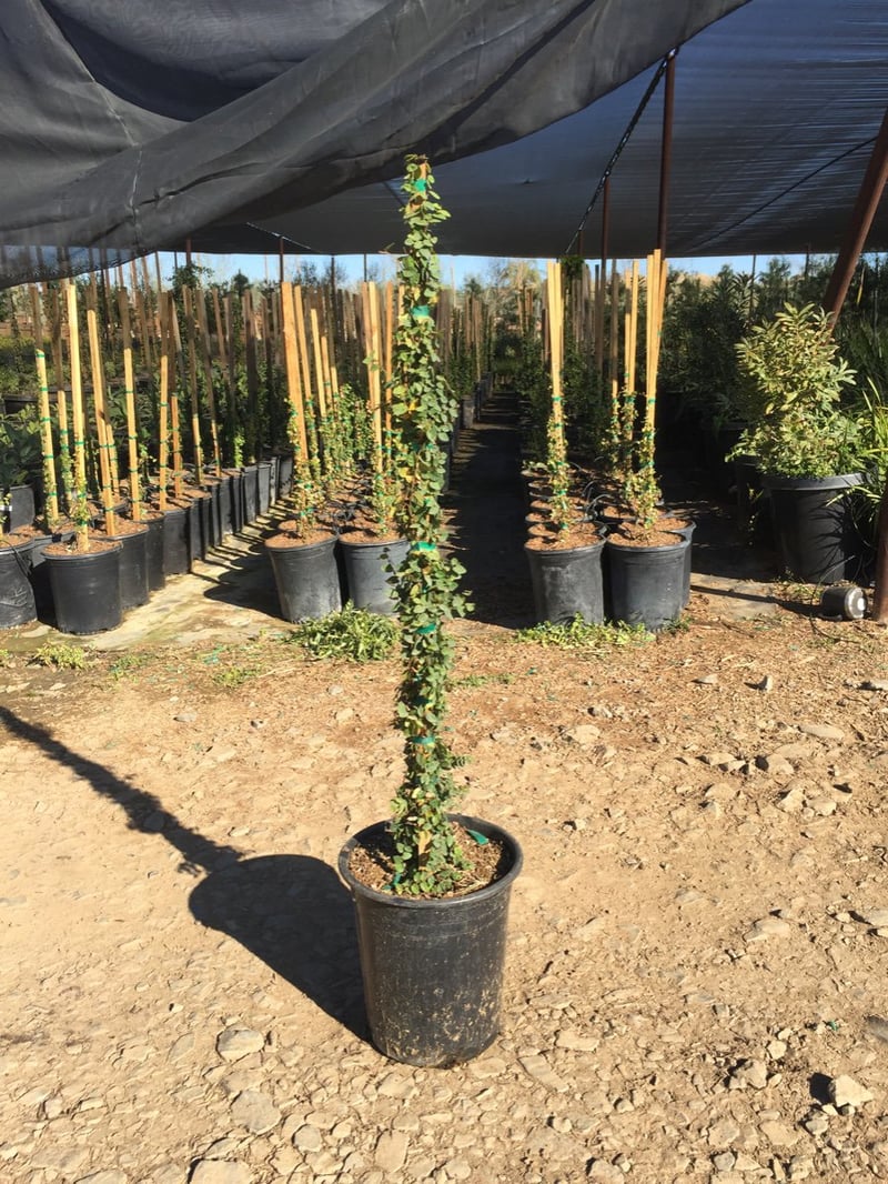 Photo for Ficus pumila (F. repens) (Creeping Fig, Fig Ivy)