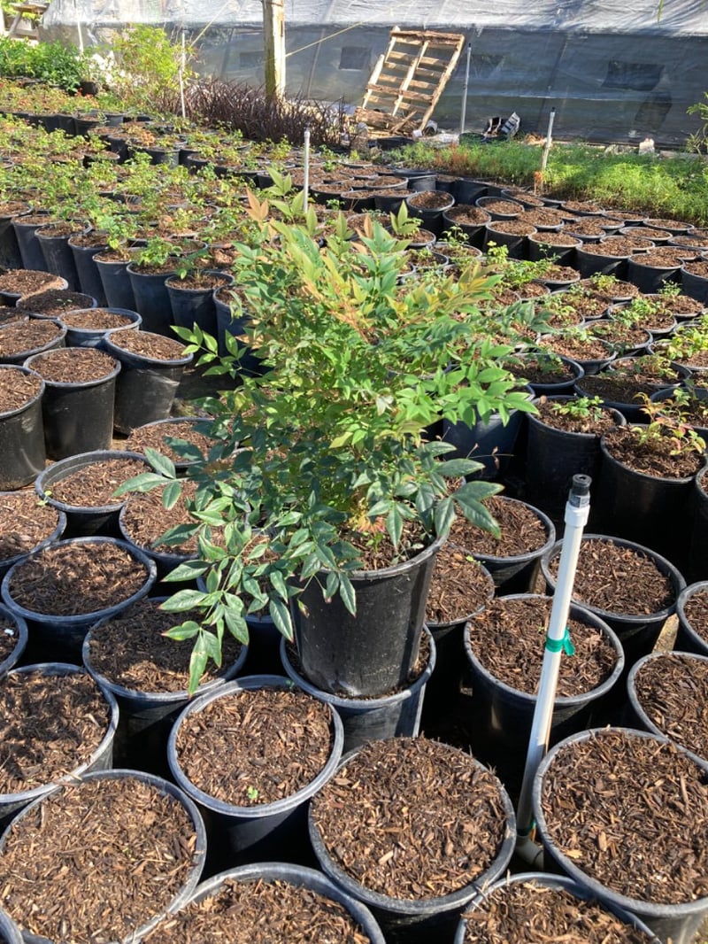 Photo for Nandina domestica 'Gulf Stream' (Gulf Stream Heavenly Bamboo)