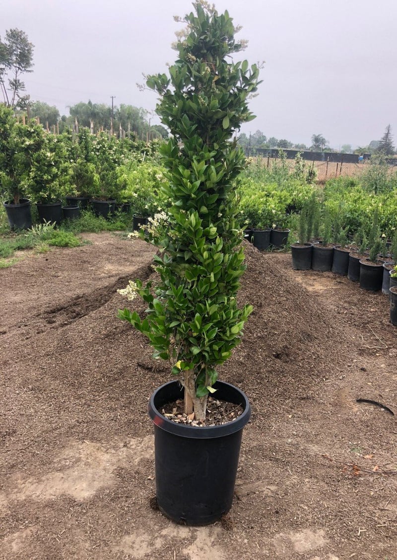 Photo for Ligustrum japonicum 'Texanum' (Cone) (Waxleaf Privet Topiary Cone)