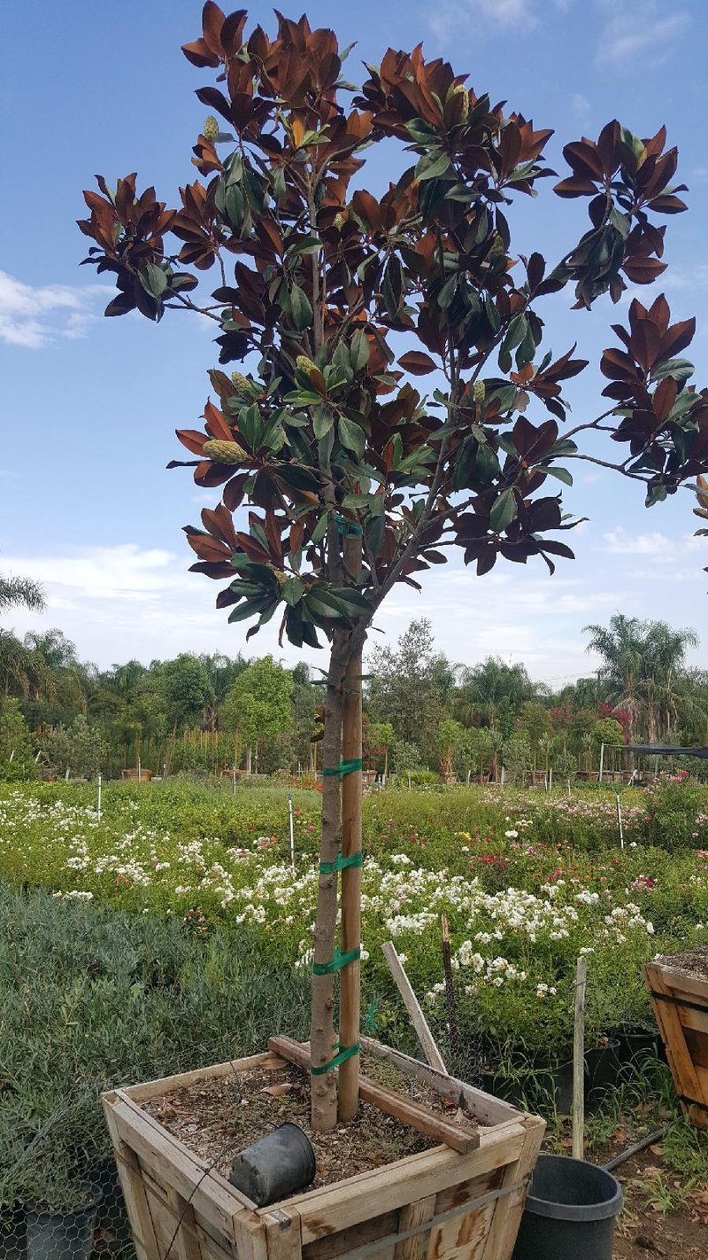 Photo for Magnolia grandiflora 'Saint Mary' (Saint Mary Southern Magnolia)