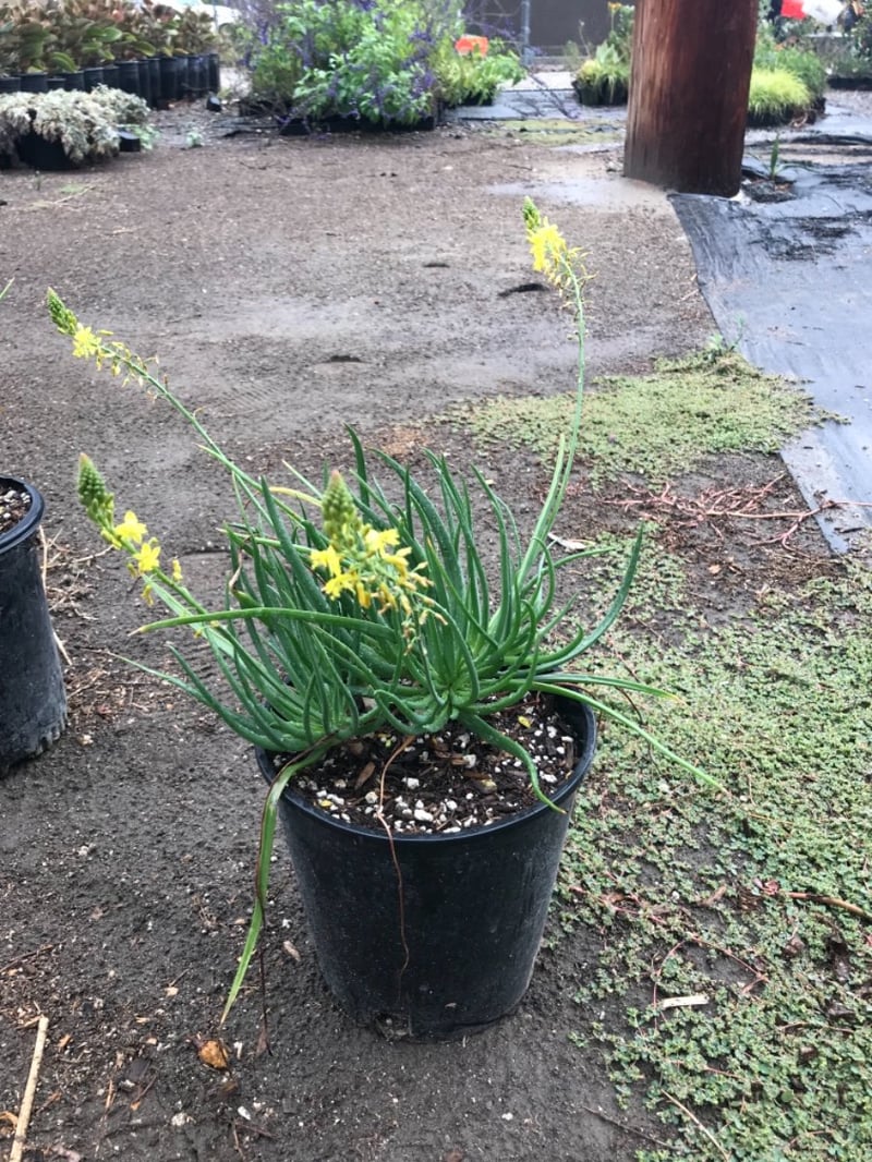 Photo for Bulbine frutescens (Stalked Bulbine)