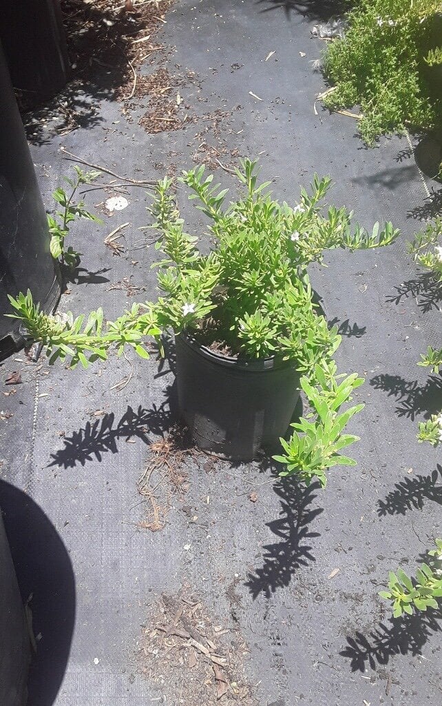 Photo for Myoporum parvifolium 'White' (M. p. 'Prostratum') (White Creeping Myoporum)