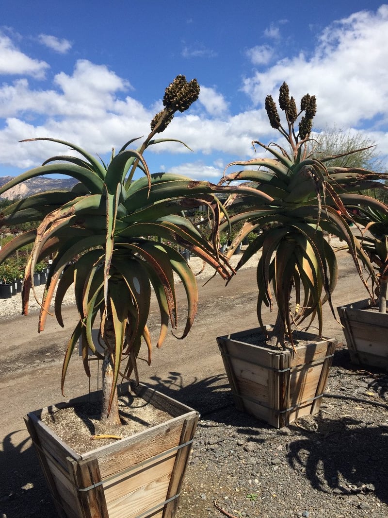 Photo for Aloe thraskii (Coast Aloe)