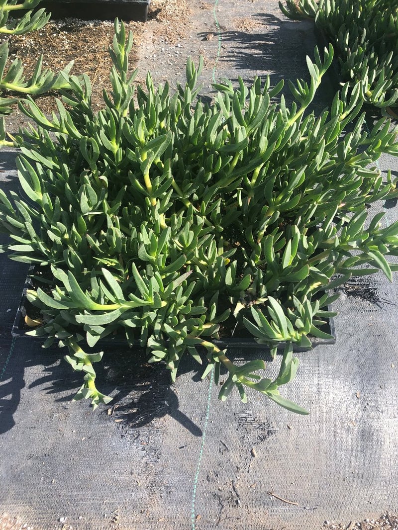 Photo for Carpobrotus edulis (Purple) (Hottentot fig, Iceplant, Sea Fig )