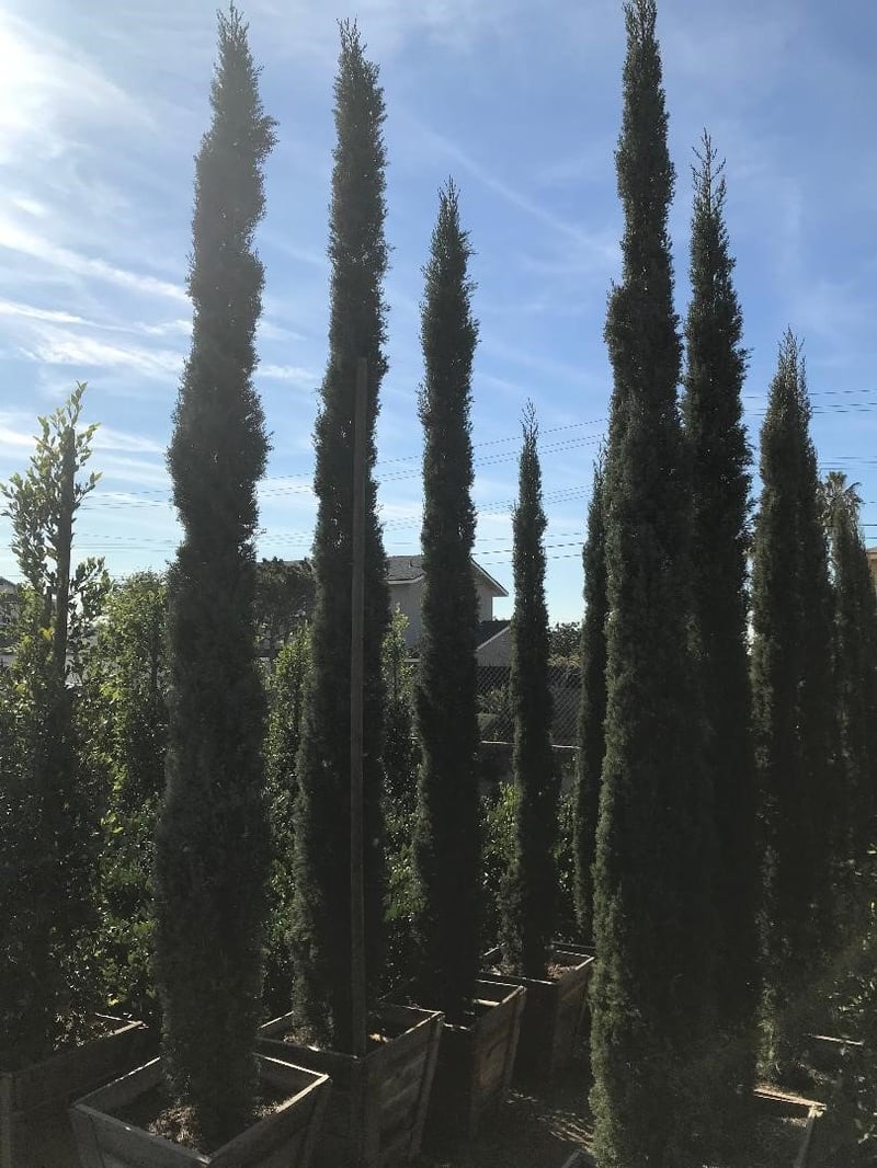 Photo for Cupressus sempervirens (Italian Cypress)