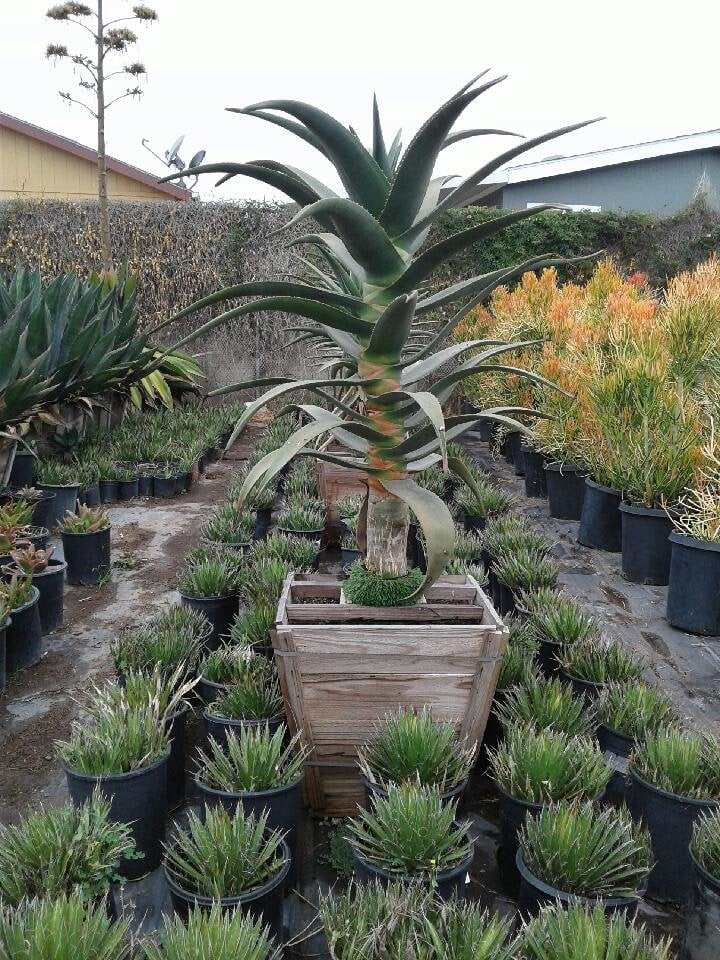 Photo for Aloe 'Hercules' (Hercules Aloe)
