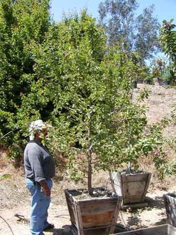 Photo for Malus domestica 'Dorsett Gold' (Dorsett Gold Apple Tree)