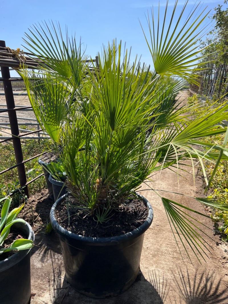 Photo for Chamaerops humilis (Mediterranean Fan Palm)