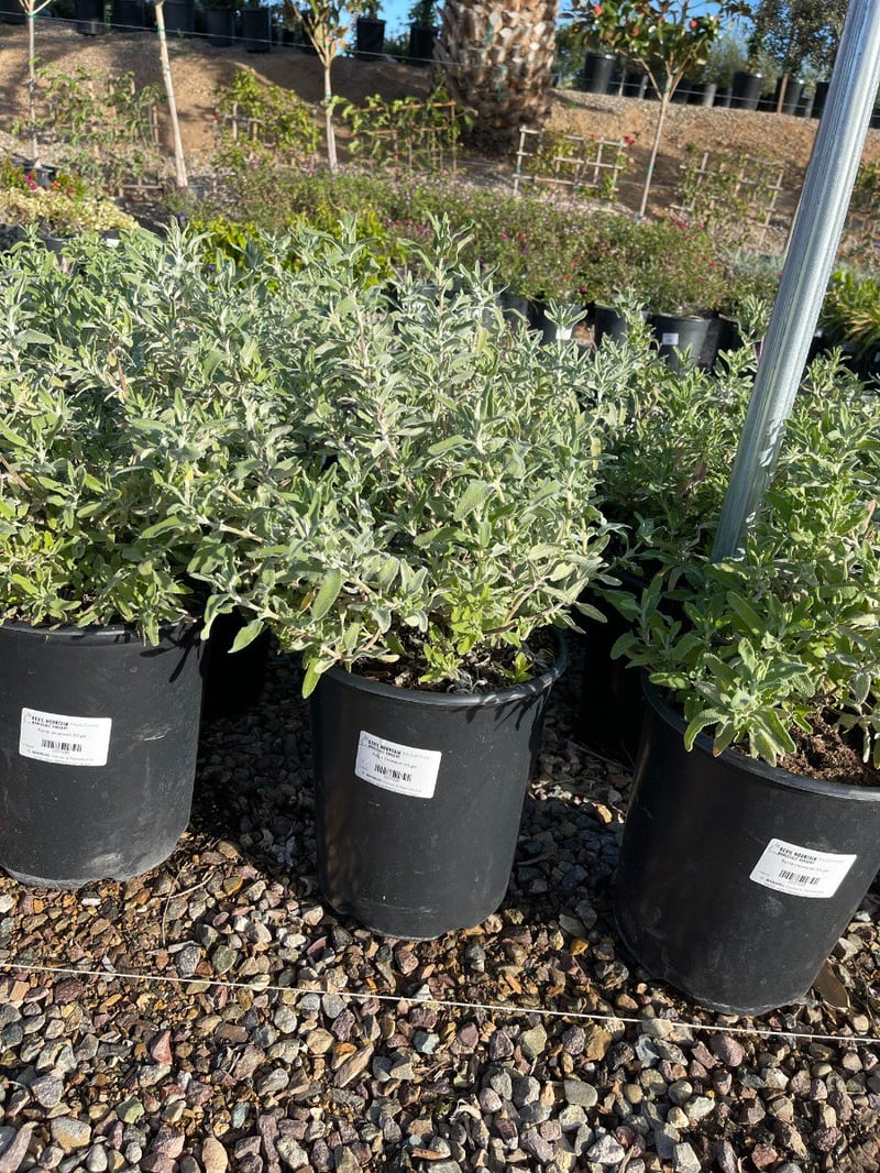 Photo for Salvia clevelandii (Cleveland Sage)