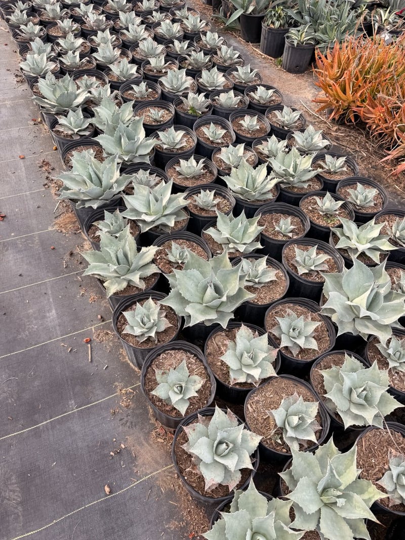Photo for Agave ovatifolia 'Frosty Blue' (Frosty Blue Whale's Tongue Agave)
