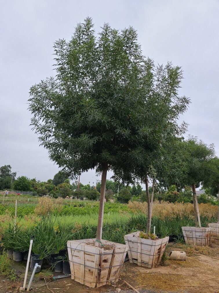Photo for Fraxinus angustifolia oxycarpa 'Raywood' (Raywood Ash)