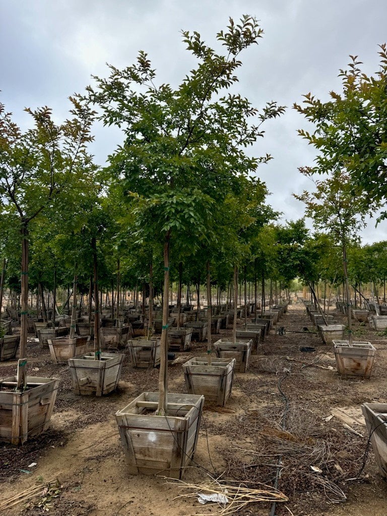Photo for Lagerstroemia indica (Standard) (Crape Myrtle)