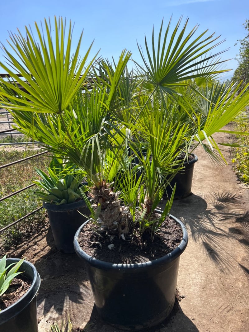 Photo for Chamaerops humilis (Mediterranean Fan Palm)