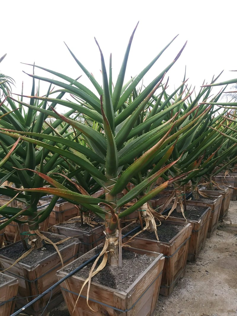 Photo for Aloe barberae (A. bainesii) (Tree Aloe)