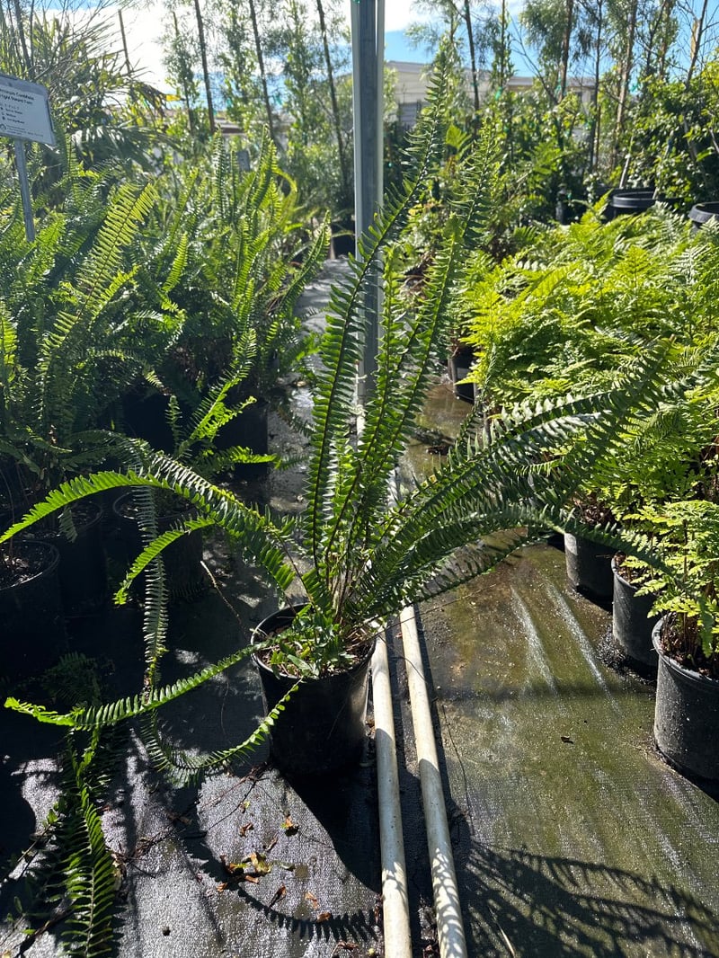 Photo for Nephrolepis exaltata (Boston Fern)